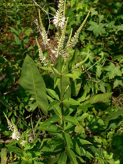{Veronicastrum virginicum}